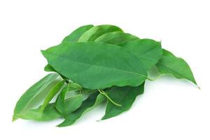 The Yanang leaves on white background photo