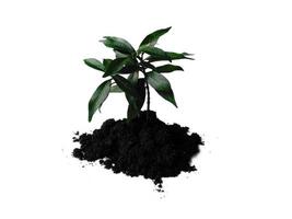 Small plant on pile of soil. Young plant in soil humus on a white background photo