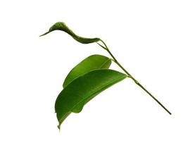Banyan leaves Isolated on white background photo