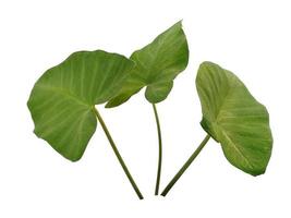 Eddoe leaves or wild taro leaf on white background photo