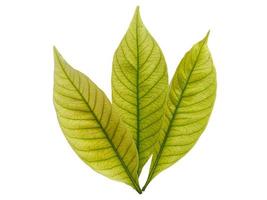 Kacapiring or Gardenia augusta or cape jasmine leaves isolated on white background photo