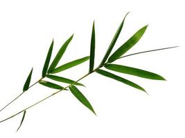 Bamboo leaves Isolated on a white background. Bamboo leaf on white background photo