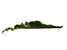 Anthurium Plowmanii leaf on white background. Wave of Love tree isolated on white background photo