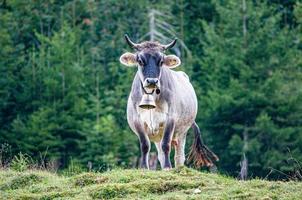 vaca con una campana colgada en el cuello en un entorno natural foto