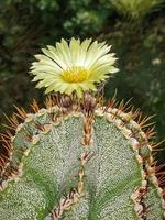 cactus with flower astrophytum