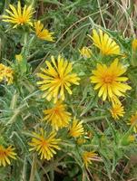 yellow flowers in the meadow photo