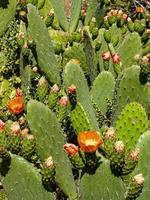 cactus espinoso en el desierto foto