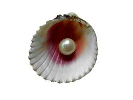 Seashell with pearl isolated on white background photo