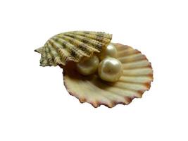 Shell and pearl isolated on white background photo