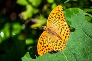 hermosa mariposa amarilla en una hoja foto