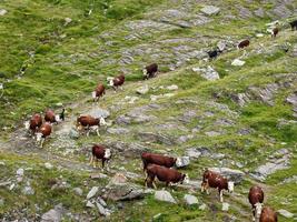 Beautiful summer landscape with trees and mountains. and a lot of cows in the alp photo