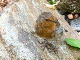 robin on the stone photo