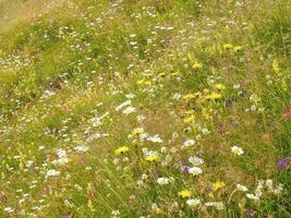 daisies in the meadow photo