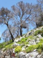 tree on a hill photo