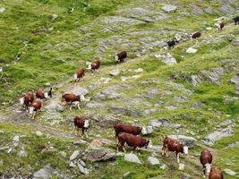 vacas en línea en las montañas foto