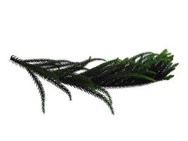 Hoop pine leaves or norfolk island pine leaf on white background photo