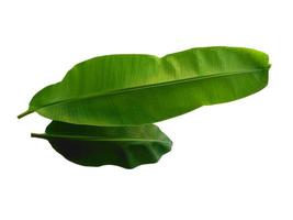 Musaceae or Banana leaf on white background photo