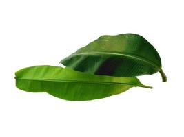 Musaceae or Banana leaf on white background photo