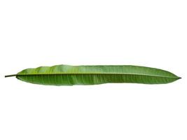 Green leaves Isolated on white background photo