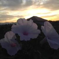 beautiful flower in the garden photo