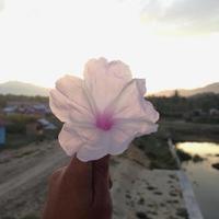 Hand holding flower photo
