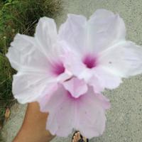 Hand holding flower photo