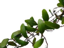 Dragon scales or Pyrrosia piloselloides on white background. Green plant hanging photo