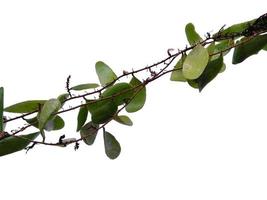 Dragon scales or Pyrrosia piloselloides on white background. Green plant hanging photo