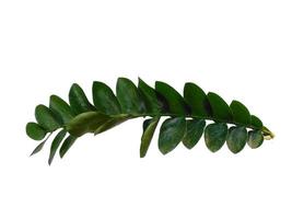 Green plant or green leaves Isolated on white background photo