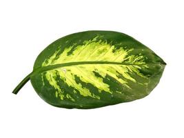 Aglaonema leaf on white background photo