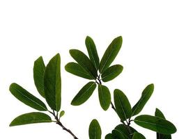 Annona squamosa or Sugar apple leaf on white background photo