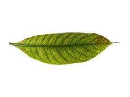 Kacapiring or Gardenia augusta or cape jasmine leaves isolated on white background photo