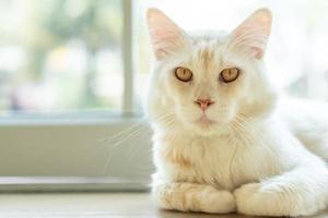 Cat with head tilted indoors. Cat is looking at camera. Portrait of a cat with yellow eyes. photo