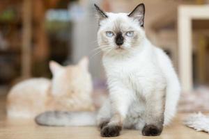 Cat with head tilted indoors. Cat is looking at camera. Portrait of a cat with yellow eyes. photo