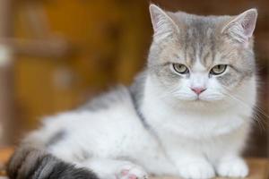 Cat with head tilted indoors. Cat is looking at camera. Portrait of a cat with yellow eyes. photo