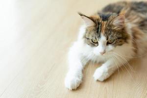 cute cat looking around, concept of pets, domestic animals. Close-up portrait of cat sitting down looking around photo