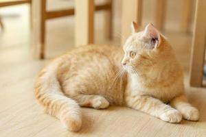 cute cat looking around, concept of pets, domestic animals. Close-up portrait of cat sitting down looking around photo