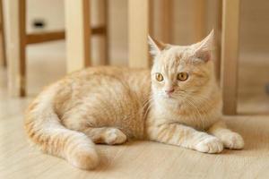 cute cat looking around, concept of pets, domestic animals. Close-up portrait of cat sitting down looking around photo