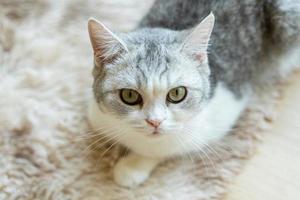 Cat with head tilted indoors. Cat is looking at camera. Portrait of a cat with yellow eyes. photo