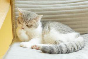 cat grooming itself at home. cat licking paws and washing face. photo