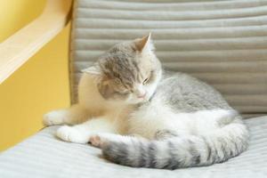 cat grooming itself at home. cat licking paws and washing face. photo