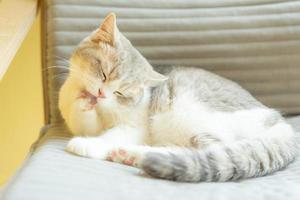 cat grooming itself at home. cat licking paws and washing face. photo