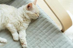 Cat sleeping on a sofa. sleeping cat photo