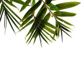 Bamboo leaves Isolated on a white background. Bamboo leaf on white background photo