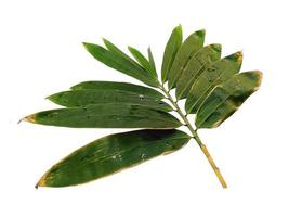 Bamboo leaves Isolated on a white background. Bamboo leaf on white background photo