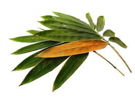 Bamboo leaves Isolated on a white background. Bamboo leaf on white background photo