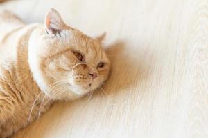 Cat sleeping on a wooden table. sleeping cat photo