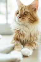 cute cat looking around, concept of pets, domestic animals. Close-up portrait of cat sitting down looking around photo