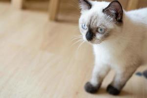 cute cat looking around, concept of pets, domestic animals. Close-up portrait of cat sitting down looking around photo