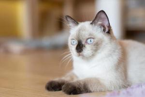 cute cat looking around, concept of pets, domestic animals. Close-up portrait of cat sitting down looking around photo